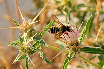 Leafcutter Bee (Megachile sp.) feeding on Slender Thistle / Italian Thistle (Carduus pycnocephalus) flower. Zadar province, Croatia, July.