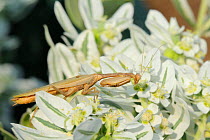 European Praying Mantis (Mantis religiosa) awaiting insect prey on Variegated Spurge (Euphorbia marginata) flowers. Lesbos / Lesvos, Greece, August.