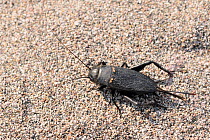 Mediterranean Field Cricket / Two-spotted Cricket / Southern Field Cricket (Gryllus bimaculatus) female walking on beach sand. Lesbos / Lesvos, Greece, August.