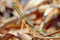 Nosed Grasshopper / Mediterranean Slant-faced Grasshopper (Acrida ungarica mediterranea) camouflaged amongst dry leaves. Lesbos / Lesvos, Greece, August.