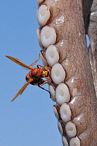 Oriental Hornet (Vespa orientalis) feeding on a tentacle from a Common Octopus (Octopus vulgaris) as it hangs in the sun to tenderise. Skala Sikaminia harbour, Lesbos / Lesvos, Greece, August.