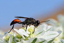 Large Digger Wasp (Palmodes occitanicus) female feeding on Variegated Spurge (Euphorbia marginata) flowers. Pollen is visible on the mandibles of the wasp. Lesbos / Lesvos, Greece, August.