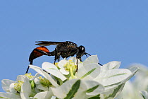 Large Digger Wasp (Palmodes occitanicus) female feeding on Variegated Spurge (Euphorbia marginata) flowers. Lesbos / Lesvos, Greece, August.