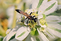 Digger / Hunting Wasp (Prionyx kirbii) female feeding on Variegated Spurge (Euphorbia marginata) flowers. Lesbos / Lesvos, Greece, August.