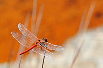 Red-winged / Red-veined Darter Dragonfly (Sympetrum fonscolombii) male perched on stem of Juncus Rush. Polychnitos hot springs Lesbos / Lesvos, Greece, August.