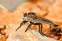 Large Robber Fly (Machimus modestus) male resting on rock. Zadar province, Croatia, July.