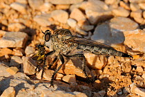 Large Robber Fly (Machimus modestus) female with small solitary bee prey. Zadar province, Croatia, July.