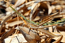 Nosed Grasshopper / Mediterranean Slant-faced Grasshopper (Acrida ungarica mediterranea) camouflaged amongst dry leaves. Lesbos / Lesvos, Greece, August.