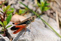 Male Grasshopper (Stenobothrus rubicundulus) cleaning its head with a foreleg while standing on a limestone rock. Julian Alps, Slovenia, July.