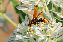 Spider Hunting Wasp (Cryptocheilus alternatus) female feeding on Variegated Spurge (Euphorbia marginata) flowers. Lesbos / Lesvos, Greece, August.