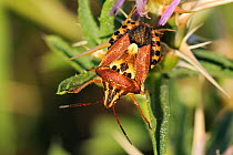 Shield Bug / Stink Bug (Carpocoris pudicus) on a thistle leaf. Zadar province, Croatia, July.