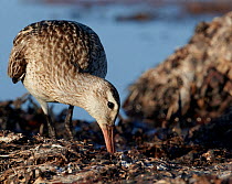 Bar-tailed Godwit (Limosa lapponica) adult female hunting for food on tide line, Finland, July
