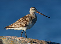 Bar-tailed Godwit (Limosa lapponica) adult female, Finland, July