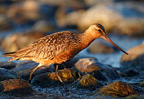 Bar-tailed Godwit (Limosa lapponica) male walking along shore hunting for food, Finland, August