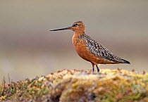 Bar-tailed Godwit (Limosa lapponica) male, Norway, June