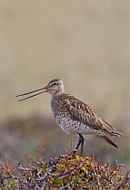 Bar-tailed Godwit (Limosa lapponica) female calling, Norway, June