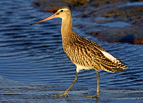 Bar-tailed Godwit (Limosa lapponica) juvenile, wading in shallow water, Hanko, Finland, September
