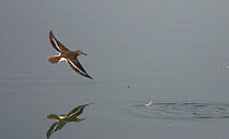Common Sandpiper (Actitis hypoleucos) flying over water, reflection and ripples, Hungary, July