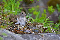 Common Sandpiper (Actitis hypoleucos) adult and chick at nest, Kuusamo, Finland, June