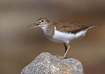Common Sandpiper (Actitis hypoleucos) perched on rock, calling, Ristiina, Finland, May