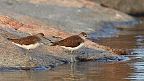 Green Sandpipers (Tringa ochropus) roosting on rocks at high tide, Finland, August