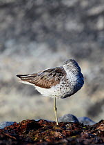 Greenshank adult (Tringa nebularia) roosting on one leg with head under wing, Finland, August