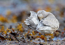 Knot (Calidris canutus) preeing, Finland, August