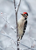 Lesser Spotted Woodpecker (Dendrocopos minor)perched on branch in snow, Kuusamo, Finland, January
