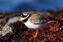 Ringed Plover (Charadrius hiaticula) on shoreline, Finland, May