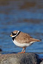 Ringed Plover (Charadrius hiaticula) perched on rock, Finland, May