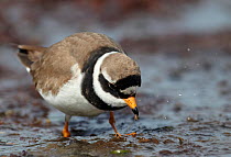 Ringed Plover (Charadrius hiaticula) searching for food on shoreline, Finland, July