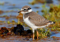 Ringed Plover (Charadrius hiaticula) chick on shoreline,  Finland, August
