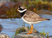Ringed Plover (Charadrius hiaticula) perched on rock on shore, Finland, August