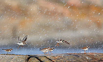 Ringed Plover (Charadrius hiaticula) flock flying and landing in rain, Finland, August