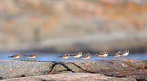 Ringed Plover (Charadrius hiaticula) perched on rocks at high tide, Finland, August