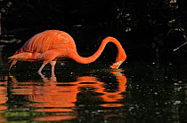 American Flamingo (Phoenicopterus ruber ruber) feeding by filtering water through its beak. Captive. Endemic to Columbia, Galapagos Islands, Caribbean and Venezuela.