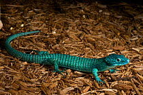 Green Arboreal Alligator Lizard (Abronia graminea) in captivity. Endangered species. Endemic to Vera Cruz and Puebla states of Mexico.