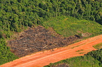 Aerial view of logging area by a dirt road in primary forest. French Guyana, August 2008.