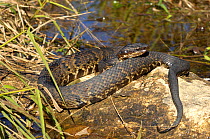 Western Cottonmouth / Water Mocassin  (Agkistrodon piscivorus leucostoma) resting on a rock by water. Controlled conditions. Lake Fausse-Pointe, Louisiana, November.