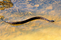 Western Cottonmouth / Water Mocassin  (Agkistrodon piscivorus leucostoma) swimming in shallow water. Controlled conditions. Lake Fausse-Pointe, Louisiana, November.