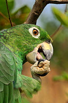 Mealy Amazon Parrot (Amazona farinosa) cleaning its claws with its beak. French Guiana, August.