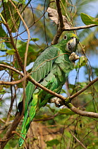 Mealy Amazon Parrot (Amazona farinosa) perched in tree. French Guiana, August.