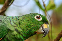Mealy Amazon Parrot (Amazona farinosa) head in profile. French Guiana, August.