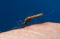 Mosquito (Anopheles gambiae) feeding on human in controlled conditions. Malaria vector. Africa, June. Engorging sequence 1 of 3.