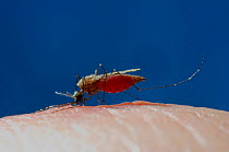 Mosquito (Anopheles gambiae) feeding on human in controlled conditions. The body is becoming engorged with blood. Malaria vector. Africa, June. Engorging sequence 3 of 3.