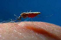 Mosquito (Anopheles gambiae) feeding on human in controlled conditions. The body is becoming engorged with blood. Malaria vector. Africa, June. Engorging sequence 2 of 3. Model released