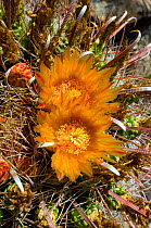 Arizona Barrel Cactus (Ferocactus wislizenii) flowers. Foothills of Santa Catalina Mountains, Arizona, September.