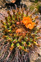 Arizona Barrel Cactus (Ferocactus wislizenii) in flower. Foothills of Santa Catalina Mountains, Arizona, September.
