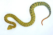Green Bush Viper (Atheris squamiger) against a white studio background. Captive. Endemic to West and Central Africa.