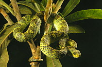 Green Bush Viper (Atheris squamiger) coiled around branches against a black studio background. Captive. Endemic to West and Central Africa.